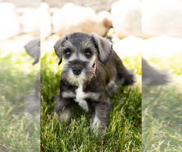 Medium Photo #30 Schnauzer (Miniature) Puppy For Sale in MILLERSBURG, IN, USA