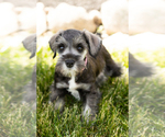 Small Photo #30 Schnauzer (Miniature) Puppy For Sale in MILLERSBURG, IN, USA