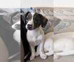 Small #12 Australian Shepherd Mix