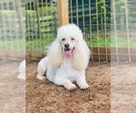 Small #1 Poodle (Standard)