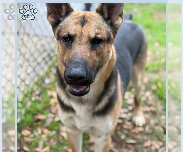 Medium Photo #1 German Shepherd Dog Puppy For Sale in Sugar Land, TX, USA