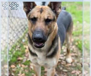 German Shepherd Dog Dogs for adoption in Sugar Land, TX, USA
