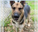 Small German Shepherd Dog