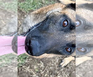 Cairo - KY - Male Mutt Dog for Adoption - Photo #13