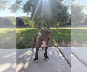 American Pit Bull Terrier Puppy for sale in SACRAMENTO, CA, USA