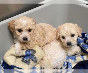 Poodle (Miniature) Dogs for adoption in Orange, CA, USA