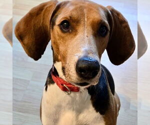 Mutt Dogs for adoption in Canton, CT, USA