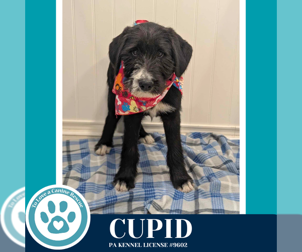 Medium Photo #3 Labrenees Puppy For Sale in Kimberton, PA, USA