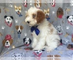 Small #3 Cavapoo
