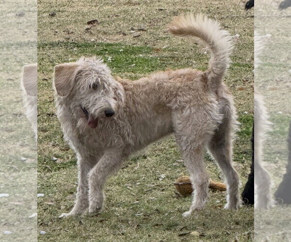 Medium Photo #4 Poodle (Standard)-Unknown Mix Puppy For Sale in Valrico, FL, USA