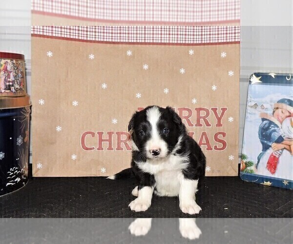 Medium Photo #2 Border Collie Puppy For Sale in CARLISLE, KY, USA