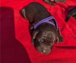 Small Photo #8 Boykin Spaniel-Goldendoodle Mix Puppy For Sale in MORGANTON, NC, USA