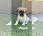 Small French Bulldog