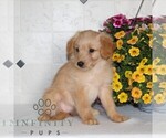 Small #4 Jack-A-Poo