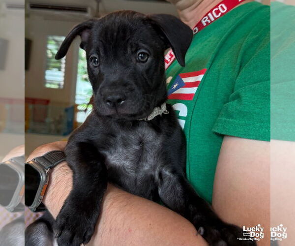 Medium Photo #2 Labrador Retriever-Retriever  Mix Puppy For Sale in Washington, DC, USA