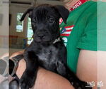 Small #1 Labrador Retriever-Retriever  Mix