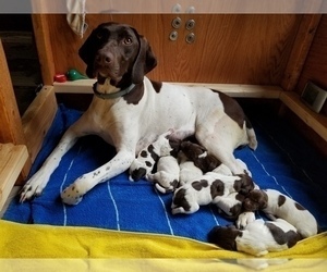 Mother of the German Shorthaired Pointer puppies born on 06/14/2021