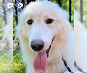 Great Pyrenees Dogs for adoption in Spring, TX, USA