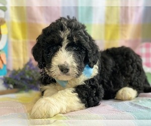 Medium Bernedoodle