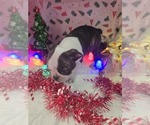 Small Photo #14 Boston Terrier Puppy For Sale in BRYANT, AL, USA