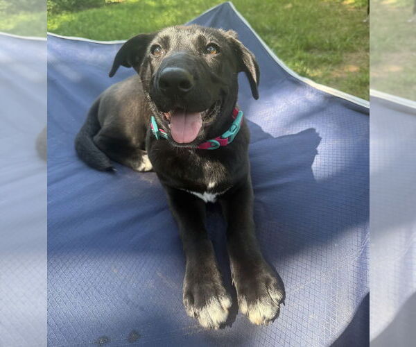 Medium Photo #30 Labrador Retriever-Unknown Mix Puppy For Sale in OKLAHOMA CITY, OK, USA