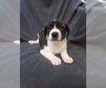 Puppy 5 Peruvian Inca Orchid