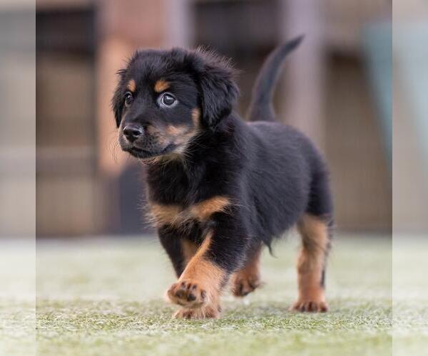 Medium Photo #2 Mutt Puppy For Sale in San Diego, CA, USA