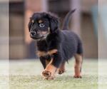 Small #1 Mutt