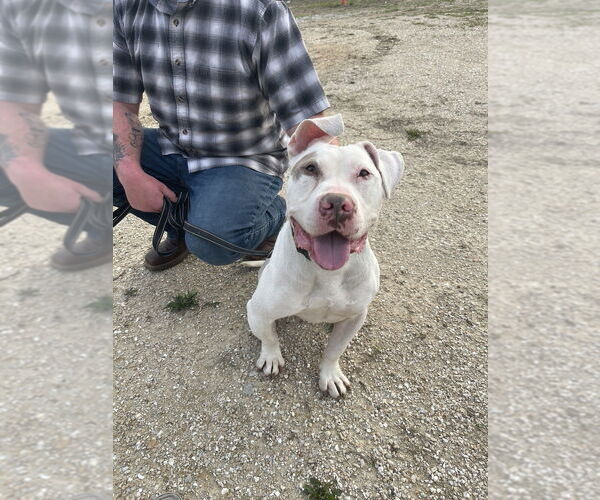Medium Photo #19 American Staffordshire Terrier Puppy For Sale in Foristell, MO, USA