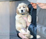 Small #2 Golden Retriever