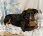 Small German Shepherd Dog Mix