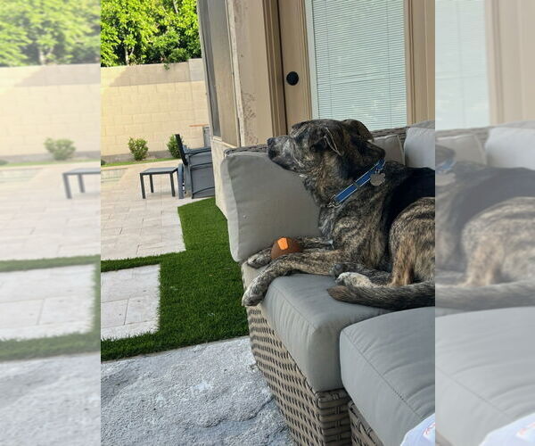 Medium Photo #6 Boxerhoula Puppy For Sale in Chandler, AZ, USA