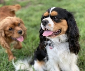 Father of the Cavalier King Charles Spaniel puppies born on 08/02/2023