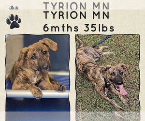 Mutt Dogs for adoption in Woodbury, NY, USA