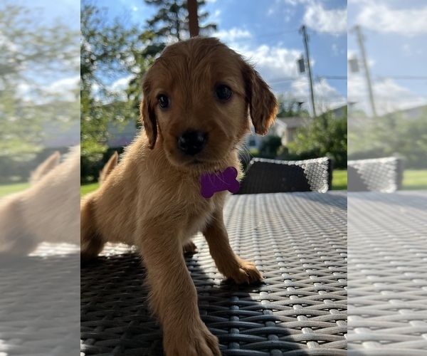 Medium Photo #5 Golden Irish Puppy For Sale in MOUNT PROSPECT, IL, USA