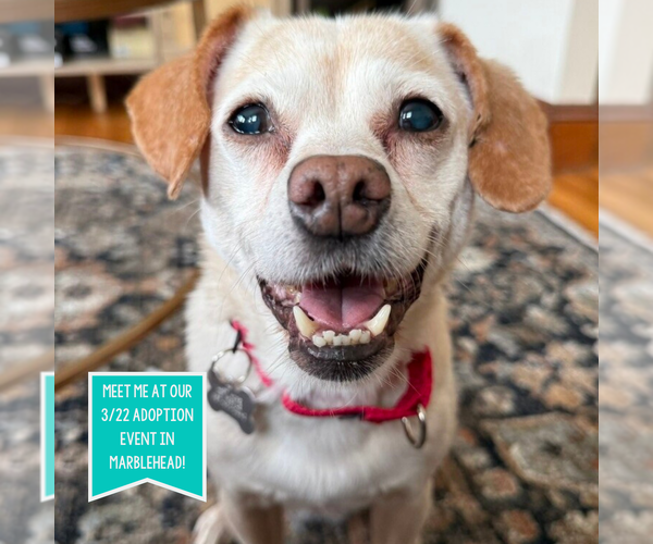 Medium Photo #5 Chihuahua-Unknown Mix Puppy For Sale in Boston, MA, USA