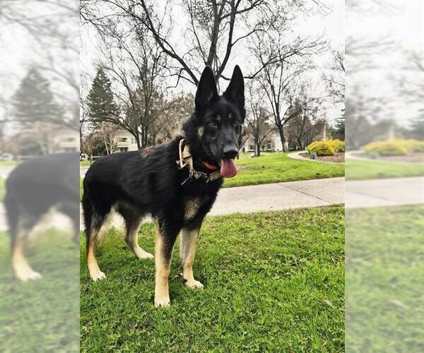Medium Photo #1 German Shepherd Dog Puppy For Sale in Fremont, CA, USA