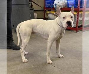 Mutt Dogs for adoption in Camarillo, CA, USA