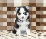 Small #2 Pomsky