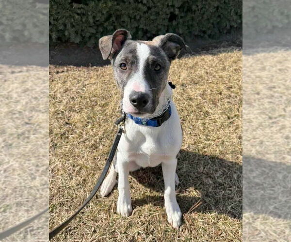 Medium Photo #2 Borador Puppy For Sale in GILBERTS, IL, USA