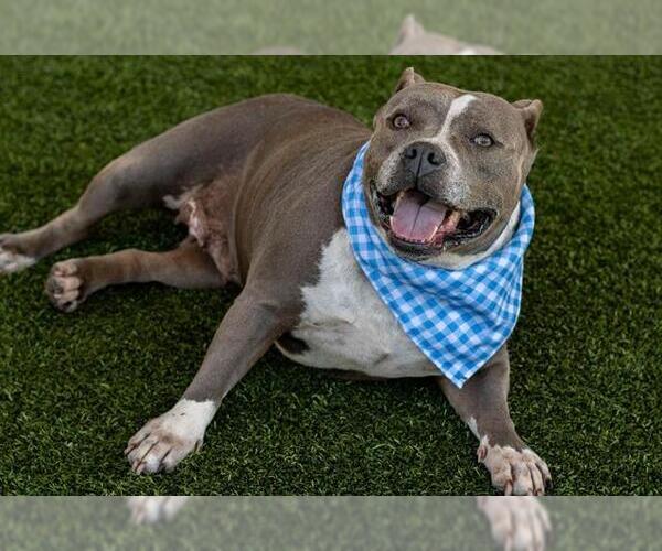 Medium Photo #2 American Pit Bull Terrier-Unknown Mix Puppy For Sale in Baytown, TX, USA