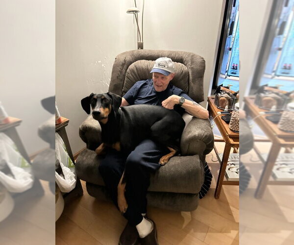 Medium Photo #6 Doberman Pinscher Puppy For Sale in Buffalo, MN, USA