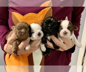 Shih Tzu Puppy for sale in BUFORD, GA, USA