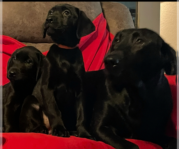 Medium Photo #1 Labrador Retriever Puppy For Sale in REDDING, CA, USA