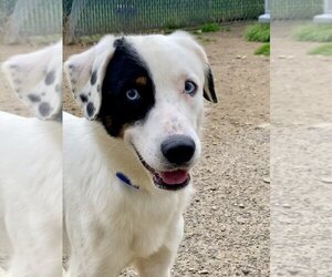 Border Collie-Unknown Mix Dogs for adoption in Brewster, NY, USA