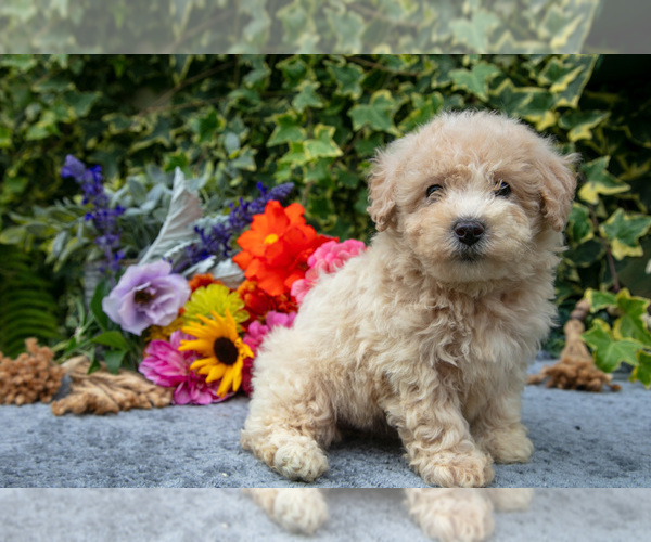Medium Photo #2 Poodle (Miniature) Puppy For Sale in SHILOH, OH, USA