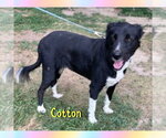 Small #3 Border Collie