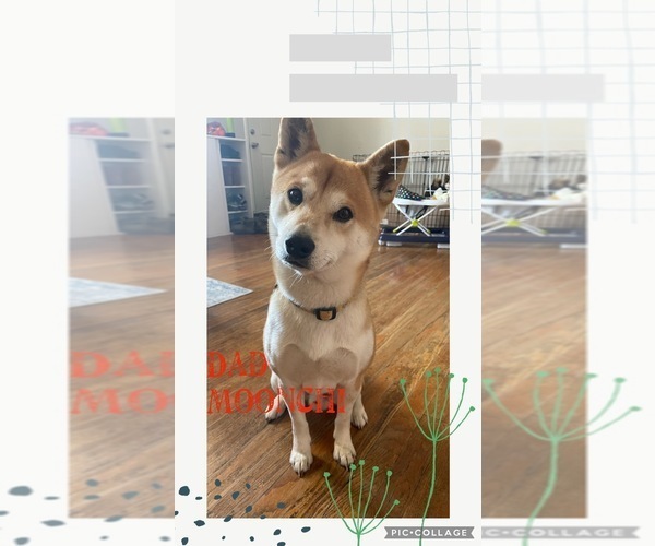 Full screen Photo #1 Shiba Inu Puppy For Sale in DENVER, CO, USA