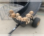 Small #4 Labrador Retriever