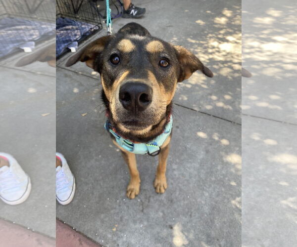 Medium Photo #3 Mutt Puppy For Sale in La Verne, CA, USA